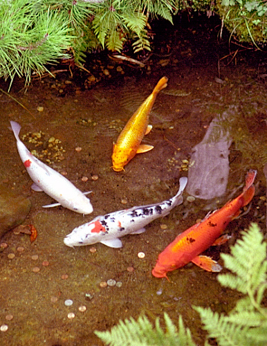 fishing by David Paul Ohmer